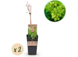 Greenboutiq - Pianta Da Frutto - Uva Bianca - Vitis Vinifera Himrod - Senza Semi - 2 Piante - Vaso 15Cm Altezza 50Cm