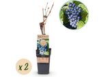 Greenboutiq - Pianta Da Frutto - Uva Blu - Vitis Vinifera Regent - 2 Piante - Vaso 15Cm Altezza 50Cm