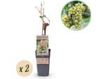 Greenboutiq - Pianta Da Frutto - Uva Bianca - Vitis Vinifera Bianca - 2 Piante - Vaso 15Cm Altezza 50Cm