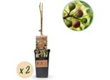 Greenboutiq - Pianta Da Frutto - Fico - Ficus Caria Little Mis Figgy - Frutti Rossi - 2 Piante - Vaso 15Cm Altezza 50Cm
