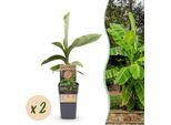 Banano Giapponese In Fibra - Musa Basjoo - Resistente - 2 Piante - Ø 15 Cm - Altezza Circa 50 Cm - Aspetto Tropicale E Frutti Commestibili - Facile Da Curare - Per Giardino, Patio E Balcone