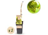 Greenboutiq - Pianta Da Frutto - Uva Bianca - Vitis Vinifera FrüHzeit Von Der Laan - 2 Piante - Vaso 15Cm Altezza 50Cm