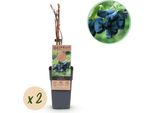 Greenboutiq - Pianta Da Frutto - Honeyberry - Lonicera Caerulea Kamchatika - Mirtillo - 2 Piante - Vaso 15Cm Altezza 50Cm