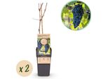 Greenboutiq - Pianta Da Frutto - Uva Blu - Vitis Vinifera Boskoop Glory - 2 Piante - Vaso 15Cm Altezza 50Cm