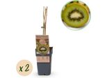 Pianta Di Kiwi Actinidia Deliciosa 'Jenny' – Set Da 2 – Pianta Da Frutto 15 Cm – Altezza Circa 50 Cm – Autofertile – Per Giardino E Balcone – Kiwi Verde Ricco Di Vitamine
