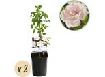Rosa Rampicante Rosa New Dawn - Rosa Pallido - Bassa Manutenzione - 2 Piante - H11Cm X 40Cm - Rose Profumate E Resistenti Per Giardino E Patio