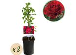 Rosa Rampicante - Rosa Paul Scarlet Climber - Fiore Rosso - Bassa Manutenzione - 2 Piante - Vaso 11Cm Altezza 40Cm