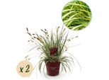 Greenboutiq - Erbe Ornamentali - Carex Oshimensis Evergold - Giallo E Verde - 2 Piante - Sempreverde - Bassa Manutenzione - Vaso 17Cm Altezza 50Cm