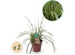 Greenboutiq - Erbe Ornamentali - Carex Morrowii Ice Dance - Bianco E Verde - 2 Piante - Sempreverde - Bassa Manutenzione - Vaso 17Cm Altezza 50Cm