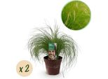Delicata Erba Piuma Stipa Tenuifolia Pony Tails - 2 Piante - Ø17Cm - Sempreverde, Facile Da Curare E Resistente Alla Siccità - Altezza Circa 50Cm - Amante Delle Api E Versatile