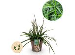 Greenboutiq - Erbe Ornamentali - Carex Morrowii Irish Green - Verde E Giallo - 2 Piante - Sempreverde - Di Facile Manutenzione - Vaso 17Cm Altezza 50Cm