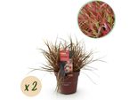 Greenboutiq - Erbe Ornamentali - Uncinia Rubra Everflame - Rosso - 2 Piante - Sempreverde - Bassa Manutenzione - Vaso 17Cm Altezza 50Cm