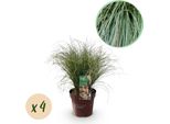 Greenboutiq - Erbe Ornamentali - Carex Comans Frosted Curls - Verde - 4 Piante - Sempreverde - Bassa Manutenzione - Vaso 17Cm Altezza 50Cm