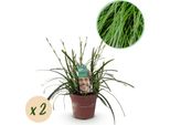 Greenboutiq - Erbe Ornamentali - Carex Oshimensis Verde Intenso - Verde - 2 Piante - Sempreverde - Bassa Manutenzione - Vaso 17Cm Altezza 50Cm