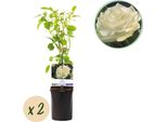 Rosa Rampicante - Rosa White Climber - Fiore Bianco - 2 Piante - Bassa Manutenzione - 11Cm - Altezza Circa 40Cm