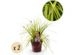 Greenboutiq - Erbe Ornamentali - Carex Oshimensis Everillo - Giallo - 2 Piante - Sempreverde - Bassa Manutenzione - Vaso 17Cm Altezza 50Cm