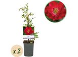 Rosa Rampicante - Rosa Red Queen - Fiori Rossi - Fortemente Profumata - 2 Piante - 11Cm - Altezza 40Cm - Bassa Manutenzione