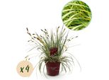 Greenboutiq - Erbe Ornamentali - Carex Oshimensis Evergold - Giallo E Verde - 4 Piante - Sempreverde - Bassa Manutenzione - Vaso 17Cm Altezza 50Cm