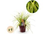 Greenboutiq - Erbe Ornamentali - Carex Oshimensis Everillo - Giallo - 4 Piante - Sempreverde - Bassa Manutenzione - Vaso 17Cm Altezza 50Cm