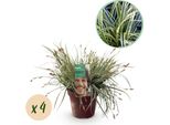 Carice Verde-Bianco – Carex Oshimensis 'Everest' – 4 Piante – Sempreverde – Erba Ornamentale Con Margini Bianchi – Facile Da Curare – Ø17 Cm – Altezza Circa 50 Cm
