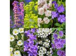 Set Di Piante Perenni – Coprisuolo – 24 Piante Perenni Per 3 M² – Piante Dai Fiori Colorati – Facili Da Curare – Inibiscono La Crescita Delle Erbacce – Per Luoghi Soleggiati – Ø 11 Cm
