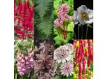Set Di Piante Perenni "Ombra"" – 24 Piante Perenni Che Amano L'ombra Per Circa 3 M² – Diversi Colori E Periodi Di Fioritura – Set Di Facile Manutenzione Per Zone Ombreggiate Del Giardino – Ø 11 Cm"
