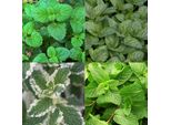 Set Di Piante Perenni "Erbe Aromatiche"" – 8 Piante Perenni Aromatiche Per Circa 1 M² – Per Preparare Tisane Fresche Con Le Erbe Del Proprio Giardino – Pacchetto Di Erbe Facili Da Curare – Ø 11 Cm"