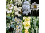 Set Di Piante Perenni "Bianco"" – 24 Piante Perenni A Fioritura Bianca Per Circa 3 M² – Elegante Pacchetto Per Bordure Per Giardini Soleggiati – Facile Da Curare E Armoniosamente Coordinato – Ø 11 Cm"