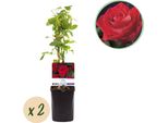 Rosa Rampicante Rosa Red Climber - 2 Piante Di 11 Cm - Altezza Circa 40 Cm - Fiori Profumati Rosso Scuro - Facile Da Curare E Robusta - Ideale Per Muri, Recinzioni E Pergole