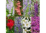 Set Di Piante Perenni – Fiori Profumati – 24 Piante Perenni Ø11Cm – Per Circa 3 M² – Adatte Alle Api E Facili Da Curare – Diversi Colori E Periodi Di Fioritura – Ideali Per Aiuole Soleggiate