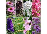 Set Di Piante Perenni Amiche Delle Api E Delle Farfalle – 24 Piante Perenni – Per 3 M² – Fioritura Colorata – Facile Manutenzione – Ø11 Cm – Giardino Biodiverso