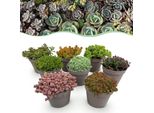 Miscela Di Copri Suolo Alpino - 8 Piante - Resistente E Facile Da Curare - Vari Colori - Per Aiuole, Balconi E Terrazze - Ø14Cm H17Cm
