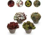 Tappeto Erboso Sempervivum Big Sam - 4 Piante - Resistente - Vari Colori - Aiuola Di Facile Manutenzione Per Aiuole, Giardini Rocciosi, Balconi E Terrazze - Ø14Cm H17Cm