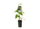 Pianta Di Kiwi Jenny Autofertile – Actinidia Chinensis ‘Jenny’, Circa 30 Cm, Kiwi Robusto Per Giardini E Vasi