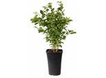 Mirtillo Coltivato Goldtraube 71 - Cespuglio Di Mirtillo Di Circa 60 Cm In Vaso - Robusta Pianta Da Giardino Per Patio E Giardino