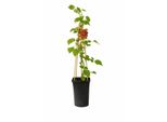 Bacca D'uva Giapponese Rubus Phoenicolasius 60-70 Cm Pianta Da Frutto Resistente In Vaso Rarità Cespuglio Di Bacche Frutti Dolci