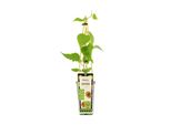Kiwi 'Hayward' 50-70 Cm - Actinidia Deliciosa - Pianta Di Kiwi Femmina In Vaso, Resistente, Pianta Da Frutto Per Giardino E Terrazzo