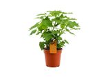Tiglio Da Interno 40 Cm - Sparmannia Africana - Pianta Verde Che Purifica L'aria - Facile Da Curare, Decorativa E Ideale Per Gli Spazi Abitativi | Pianta Da Appartamento Per Aria Fresca