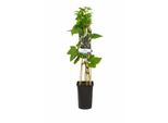 Ribes Nero Ribes Nigr. 'Titania' 30-35 Cm - Pianta Robusta Per Il Giardino E Il Balcone, Resistente, Ad Alto Rendimento, Con Bacche Ricche Di Vitamina C
