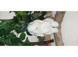 Uni Toys Ariete Seduto Coniglio Coniglio Bianco Peluche Peluche Peluche Peloso
