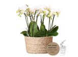 Kolibri Orchidee Bianche In Cesto Di Canne Con Serbatoio D'acqua Tre Orchidee Bianche Amabilis 9Cm E Tre Piante Verdi Rhipsalis Jungle Bouquet Bianco Con Serbatoio D'acqua Autosufficiente