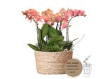 Kolibri Orchidee Arancioni Set Di Piante In Cesto Di Canne Incluso Serbatoio D'acqua Tre Orchidee Arancioni Bolzano 9Cm E Tre Piante Verdi Rhipsalis Jungle Bouquet Arancione Con Serbatoio D'acqua Autosufficiente