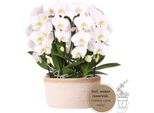 Kolibri Orchidee Bianche In Cesto Di Cotone Con Serbatoio D'acqua Tre Orchidee Bianche Ricurve Niagara Fall 12Cm Mono Bouquet Bianco Con Autoalimentatore