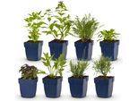Set Di Piante Perenni – Profumate – 8 Diverse Piante Perenni Profumate – Per 1 M² Di Aiuola – Adatte Alle Api – Facili Da Curare – Fiori Di Diversi Colori – Ø11 Cm