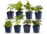 Set Di Piante Perenni – Ombra – 8 Piante Perenni Resistenti All'ombra – Per 1 M² Di Aiuola – Colori Diversi – Facili Da Curare – Ideali Per Zone Semiombreggiate E Ombreggiate – Ø 11 Cm