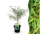 Greenboutiq - Pianta Da Frutto - Pianta Di Banano - Musa Basjoo - Resistente - 6 Piante - Vaso 12Cm Altezza 30Cm