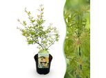 Greenboutiq - Pianta Da Frutto - Pianta Di Banano - Musa Sikkemensis Red Tiger - Resistente - 4 Piante - Vaso 12Cm Altezza 30Cm