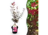 Greenboutiq - Pianta Da Frutto - Pianta Di Banano - Musa Basjoo - Resistente - 4 Piante - Vaso 12Cm Altezza 30Cm