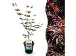 Greenboutiq - Pianta Da Frutto - Pianta Di Banano - Ensete Ventricosum Maurelli - Resistente - 4 Piante - Vaso 17Cm Altezza 40Cm