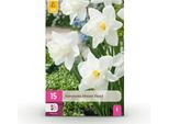 Bulbi Da Fiore Narcissus Mount Hood - Bianco - 15 Pezzi - Bulbo Misura 10/12 - Narcisi Profumati A Fiore Grande Per Giardino, Balcone E Terrazza - Fioritura Primaverile